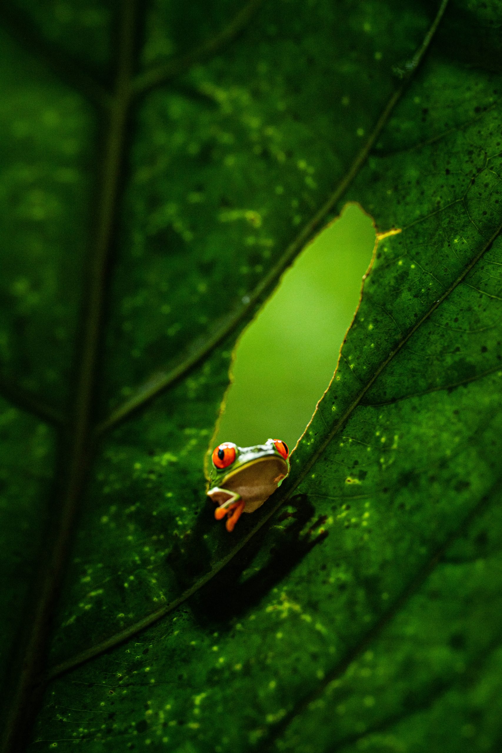 Costa Rica