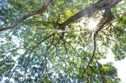 How can I measure my impact with each tree planted?