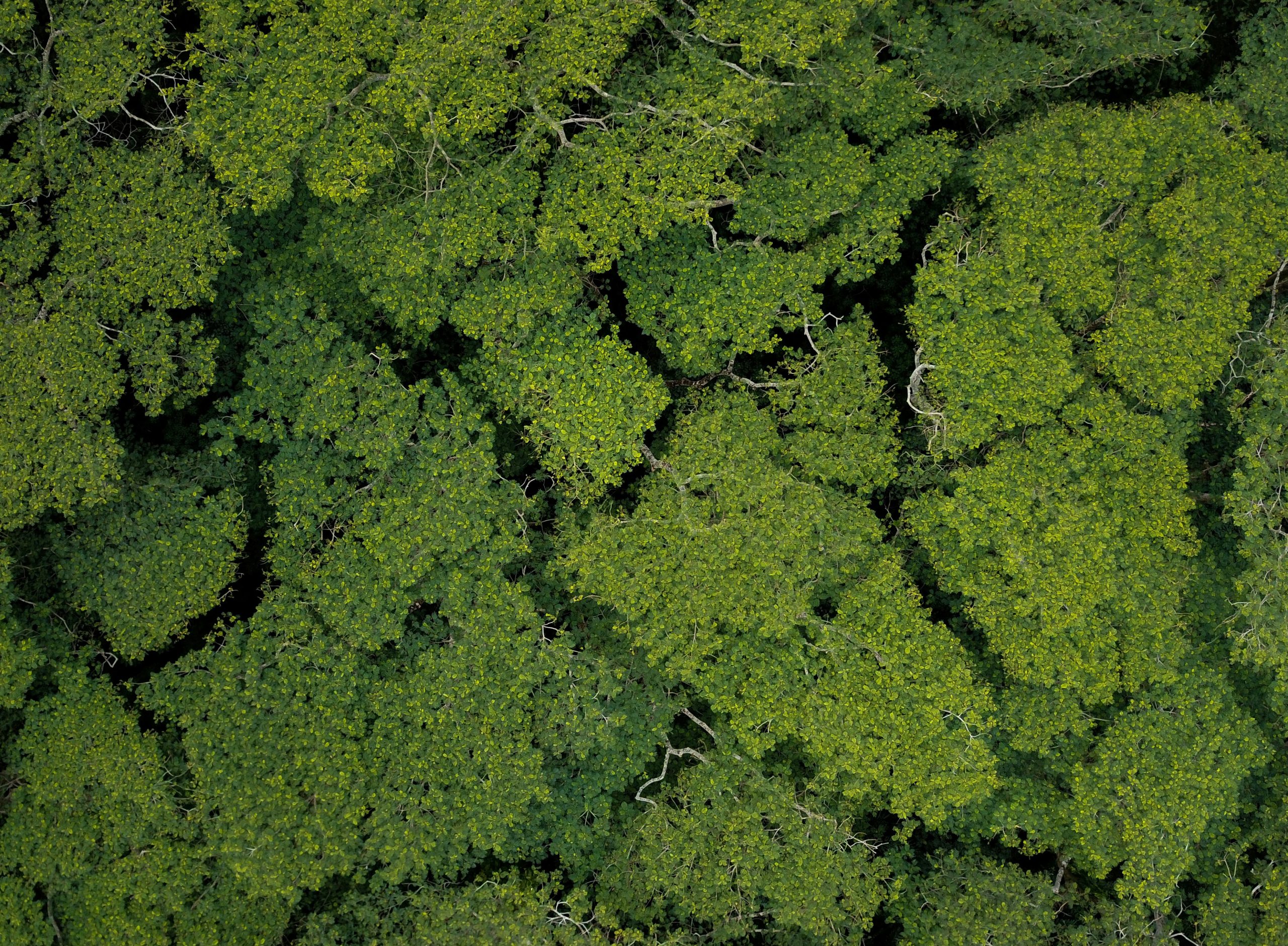Impact with traceability